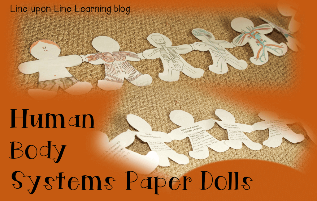 human body systems paper dolls