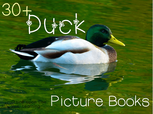 duck-picture-books