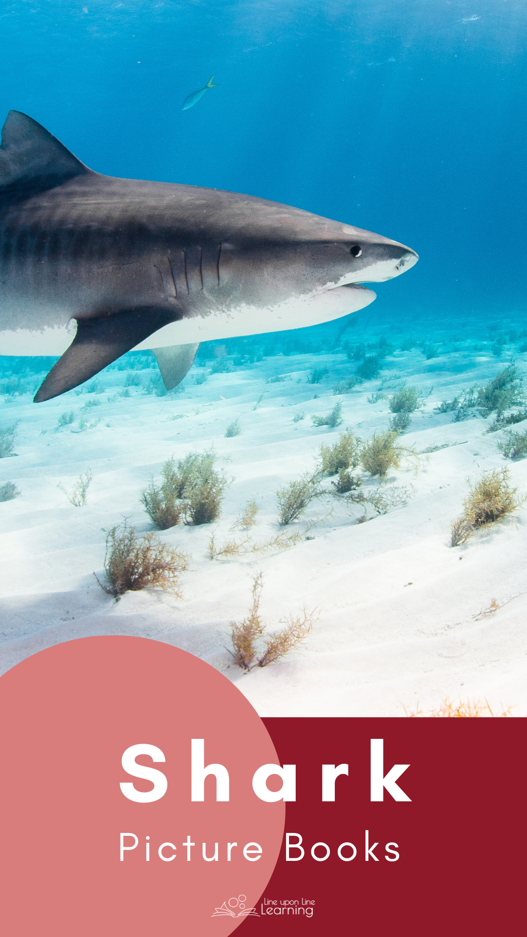 Use this list of carefully selected shark picture books that offer unique perspectives, stunning illustrations, and intriguing facts about these misunderstood creatures. Whether you're a curious child or an adult fascinated by marine life, I hope this list will help you celebrate your own "Shark Week" in your home this summer! 